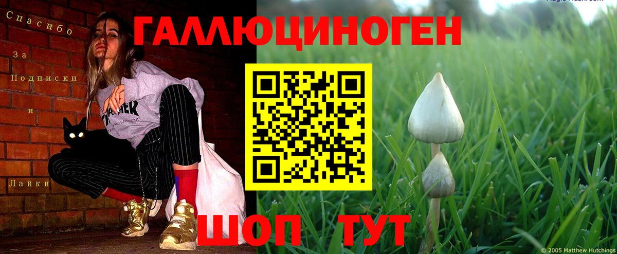 Псилоцибиновые грибы Psilocybe  Вход с VPN  Кушва 